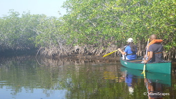 Canoeing in Biscayne Park