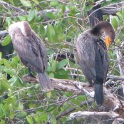 Mangrove Waterbirds: Cormorant